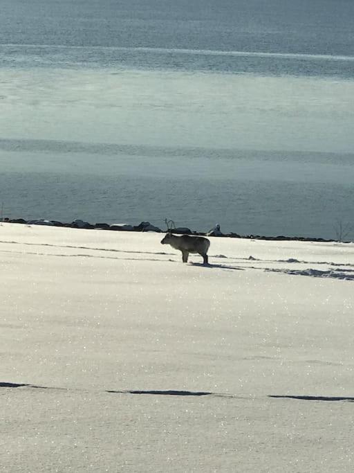 Trivelig Fritidshus Pa Arnes, Senja Straumstad Екстериор снимка